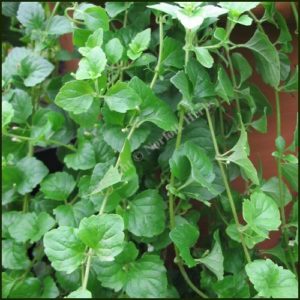 Mint, Indian - Satureja douglasii