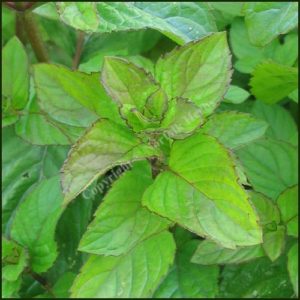 Mint, Orange - Mentha x piperita f. citrata 'Orange'