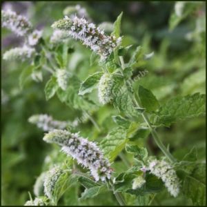 Mint, Silver - Mentha x longifolia