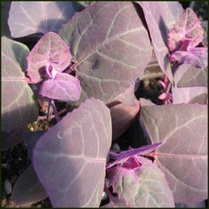 Orach Red - Atripex hortensis