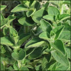 Oregano Greek - Origanum vulgare subsp. hitrum