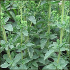 Oregano Hot and Spicy - Origanum vulgare