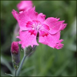 Pink, Cheddar - Dianthus gratianopolitanus