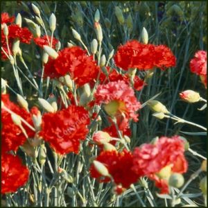 Pink Clove - Dianthus caryophyllus