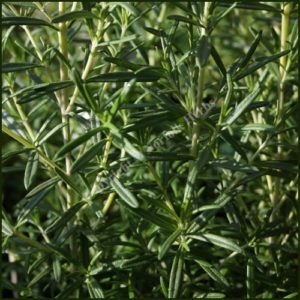 Rosemary - Salvia rosmarinus