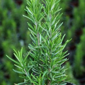 Rosemary Barbeque - Salvia rosmarinus Barbeque