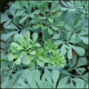 Rue - Ruta graveolens