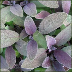 Sage, Purple - Salvia officinalis purpurascens