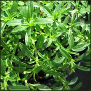 Savory, Creeping - Satureja spicigera