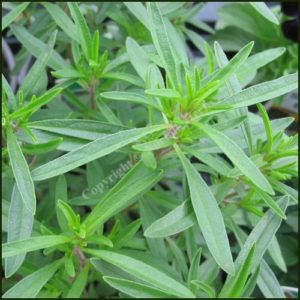 Savory, Summer - Satureja hortensis