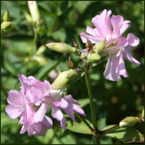 Soapwort - Saponaria officianalis
