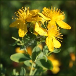 St. Johns Wort - Hypericum perforatum