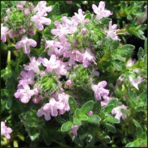 Thyme, Bressingham Pink