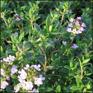 Thyme, Garden - Common Thyme - Thymus vulgaris