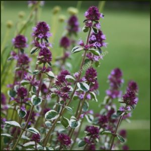 Thyme, Foxley - Thymus pulegioides
