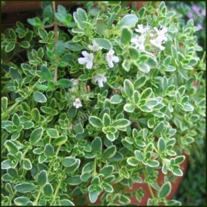 Thyme, Highland Cream - Also known as Hartington Silver