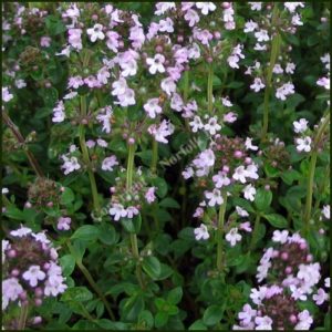 Thyme, Lemon - Culinary Lemon