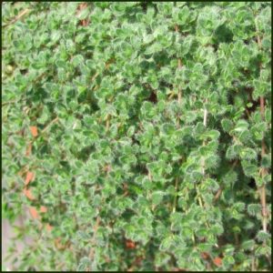 Thyme, Woolly - Thymus lanuginosus
