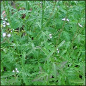 Vervain - Verbena officinalis