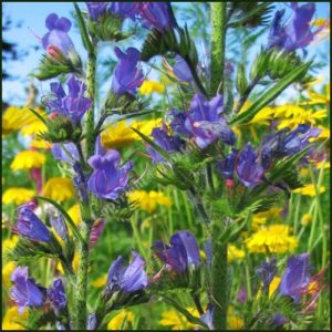 Vipers Bugloss - Echium vulgare