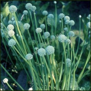 Welsh Onion - Allium fistulosum