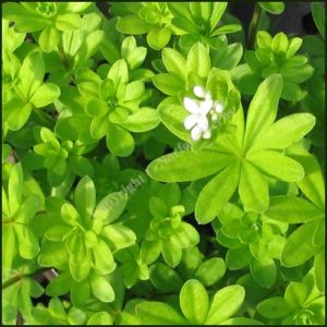Woodruff Sweet - Galium oderata