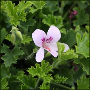 Scented Pelargonium - Geranium - 'Prince of Orange'