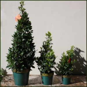 Large Bay Trees - Available Soon