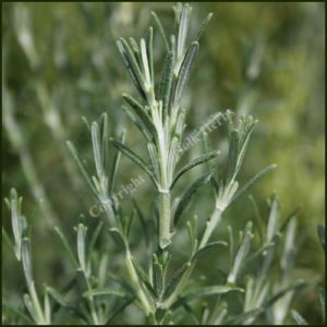 Rosemary Arp - Salvia rosmarinus Arp