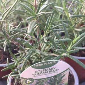Rosemary Tuscan Blue - Salvia rosmarinus