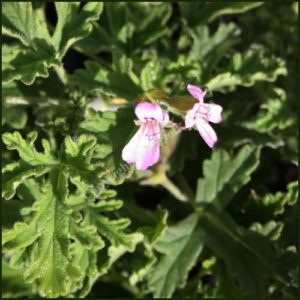 Scented Pelargonium - Geranium - 'Graveolens'