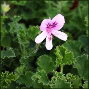 Scented Pelargonium - Geranium - 'Nervosum'