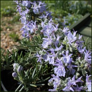 Rosemary Prostrate - Salvia rosmarinus Prostratus