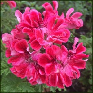 Pelargonium Madame Nonin