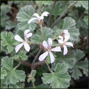 pelargonium ardwick cinnamon