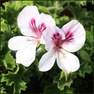 pelargonium imperial butterfly