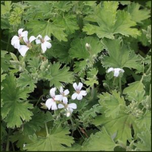 pelargonium lilian pottinger