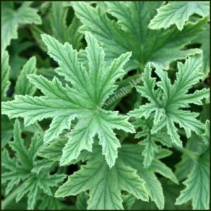 pelargonium mabel grey