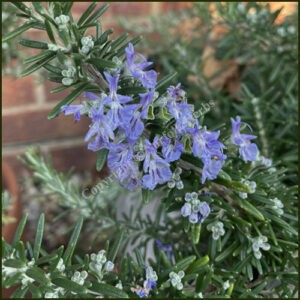 Rosemary Foxtail - Salvia rosmarinus Foxtail