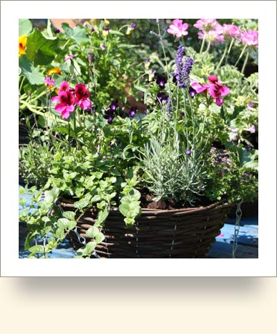 hanging-baskets