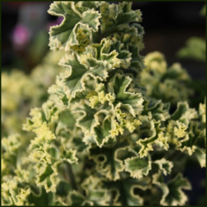Scented Pelargonium - Geranium - Crispum Variegatum