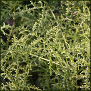 Scented Pelargonium - Geranium - 'Filicifolium'