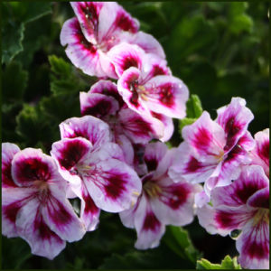 Scented Pelargonium - Geranium - 'Needham Market'