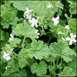 Scented Pelargonium - Geranium - odoratissimum