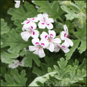 Scented Pelargonium - Geranium - 'Southernwood'