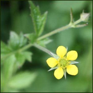 Herb Bennet aka Wood Avens - Geum urbanum