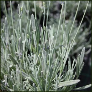 Lavender Silver Sands