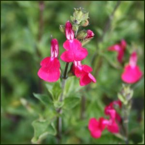Salvia Blackcurrant