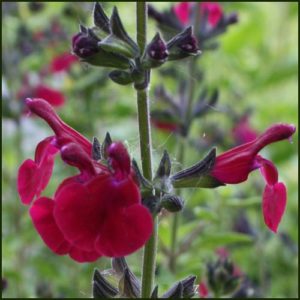 Salvia Cherry Pie