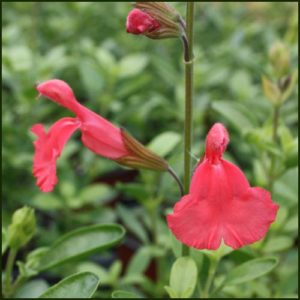 Salvia Peach Cobbler